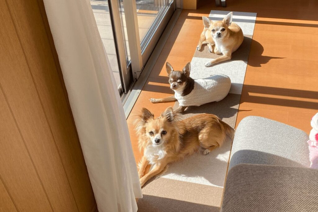 日向ぼっこをしている3チワ