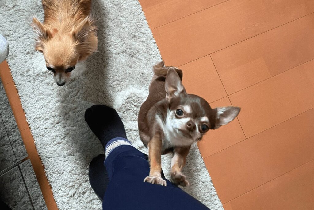 キッチンに立つ飼い主の足元に集まる胡桃と柚餅子。ご飯を期待して見上げている様子
