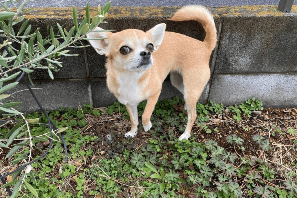 お庭で遊ぶ杏