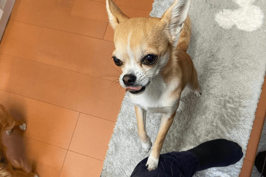 ご飯を催促する杏