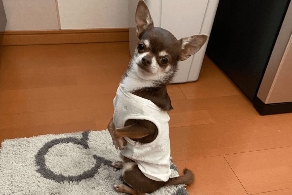 震えながらご飯を待つ柚餅子