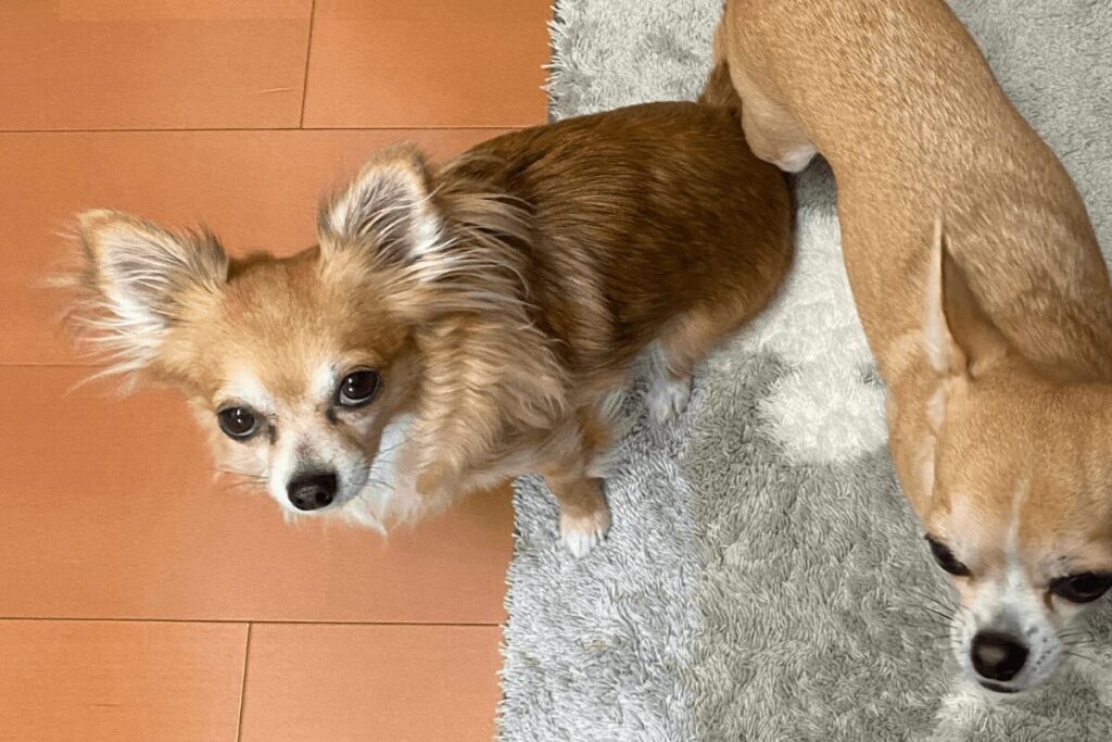 無言の圧でご飯を催促する胡桃