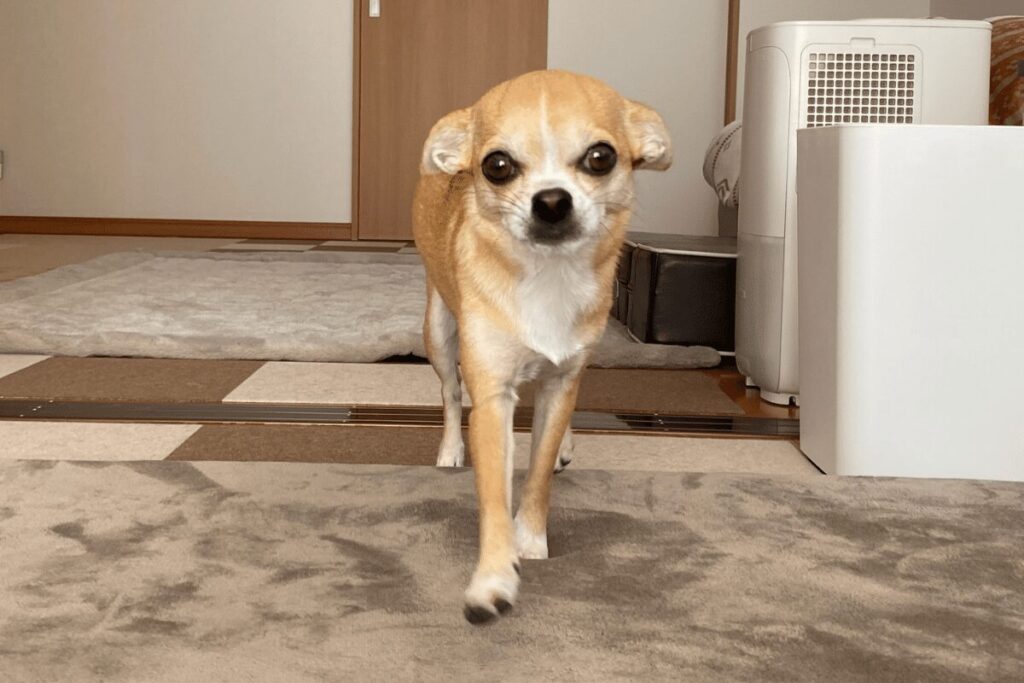 近づいてくる杏