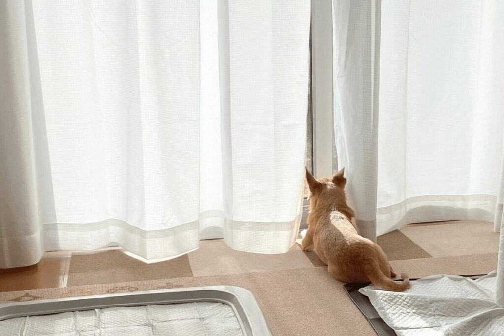 カーテンの隙間から外を見ている杏