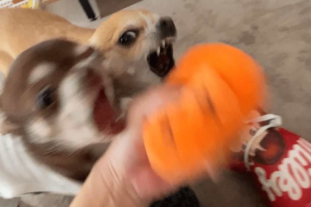 おもちゃを奪いあう杏と柚餅子