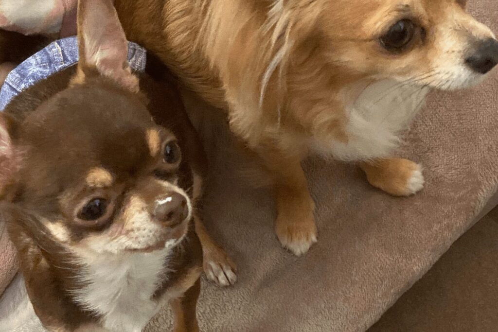 ケーキを狙う胡桃と柚餅子