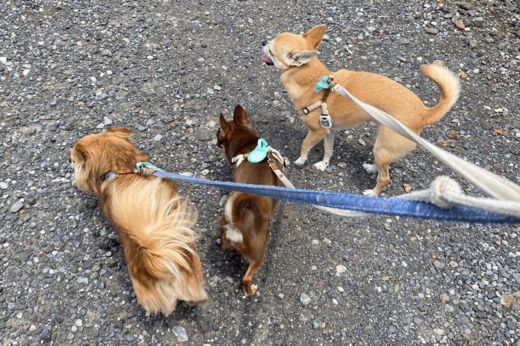 多頭飼いのチワワ3匹で散歩している様子。