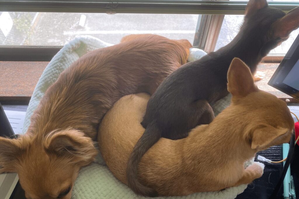 胡桃、杏、柚餅子