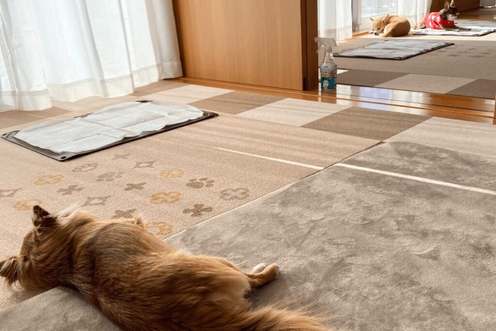 部屋でだらだらする3チワ