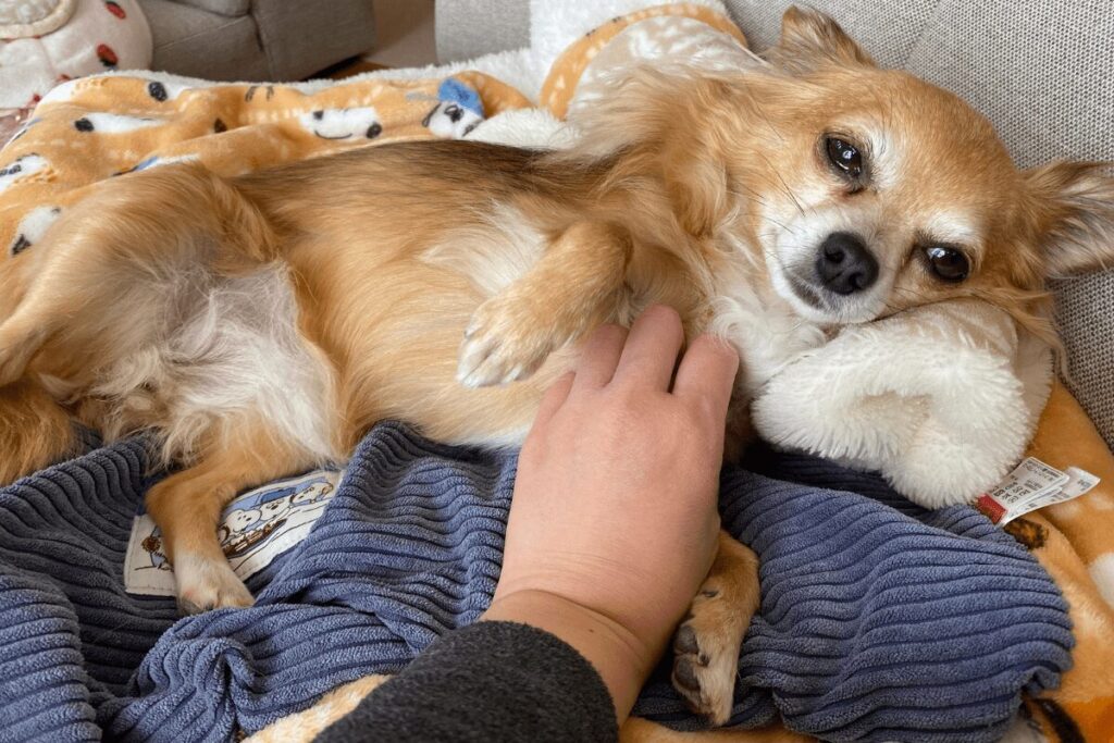 マッサージされる胡桃