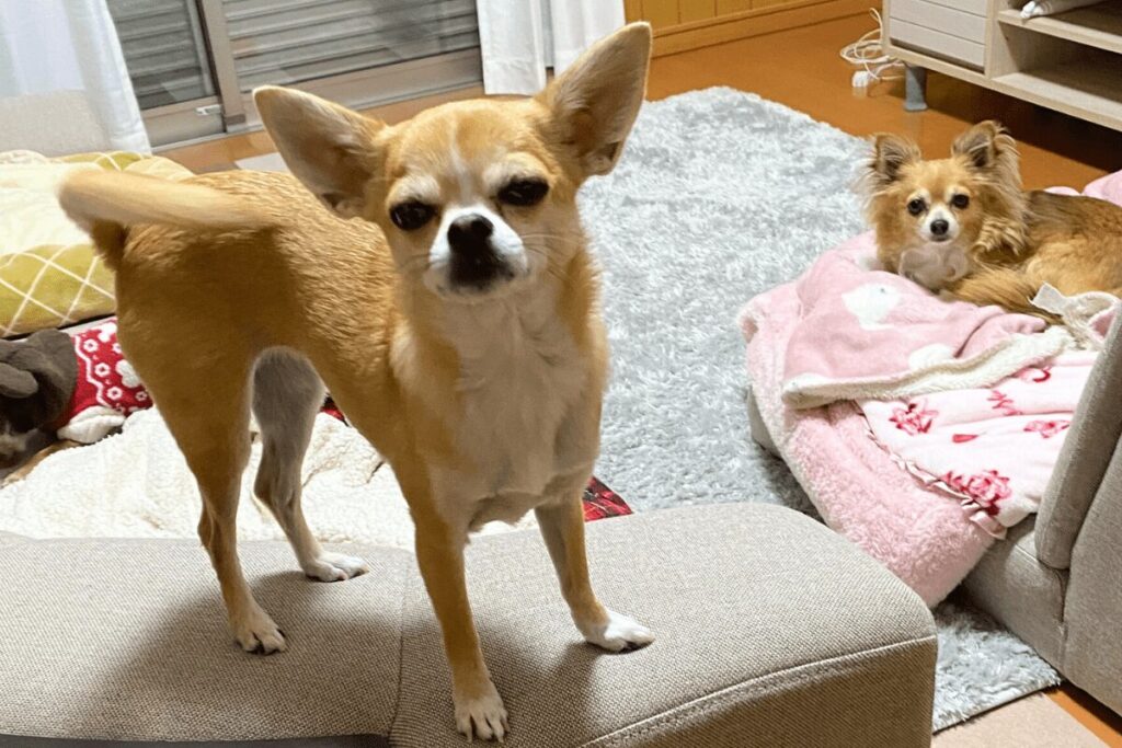 何かを訴えてくる杏