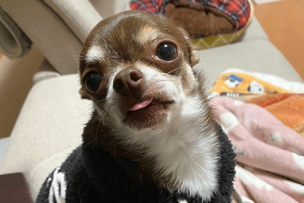 ご飯をねだる柚餅子