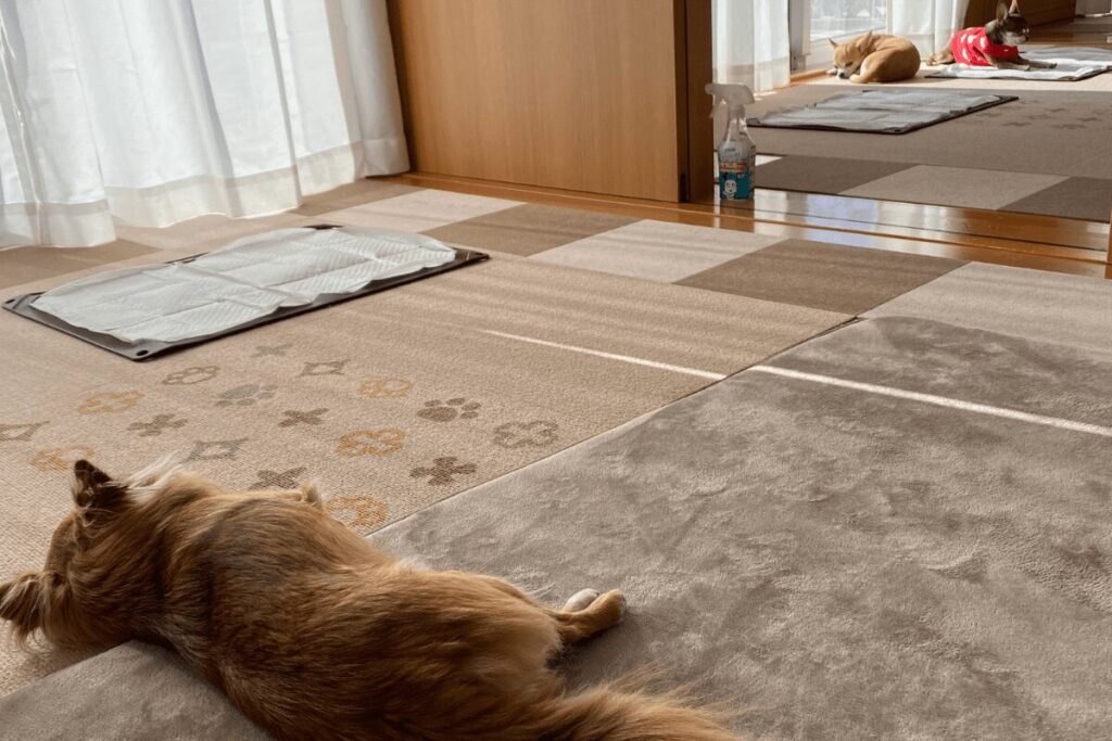 だらだらする3チワ