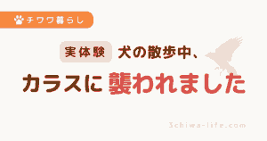 犬の散歩中、カラスに襲われた実体験｜原因と対処法まとめ_アイキャッチ画像