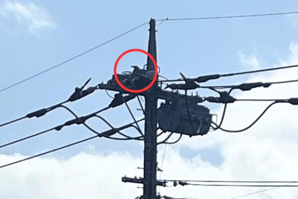 子育て中のカラス