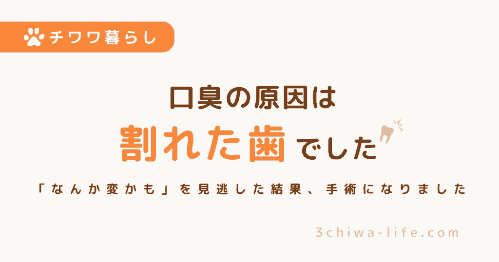 「口臭かな？」と思っていたら…犬の歯が割れていた話【手術になった実体験】_アイキャッチ画像
