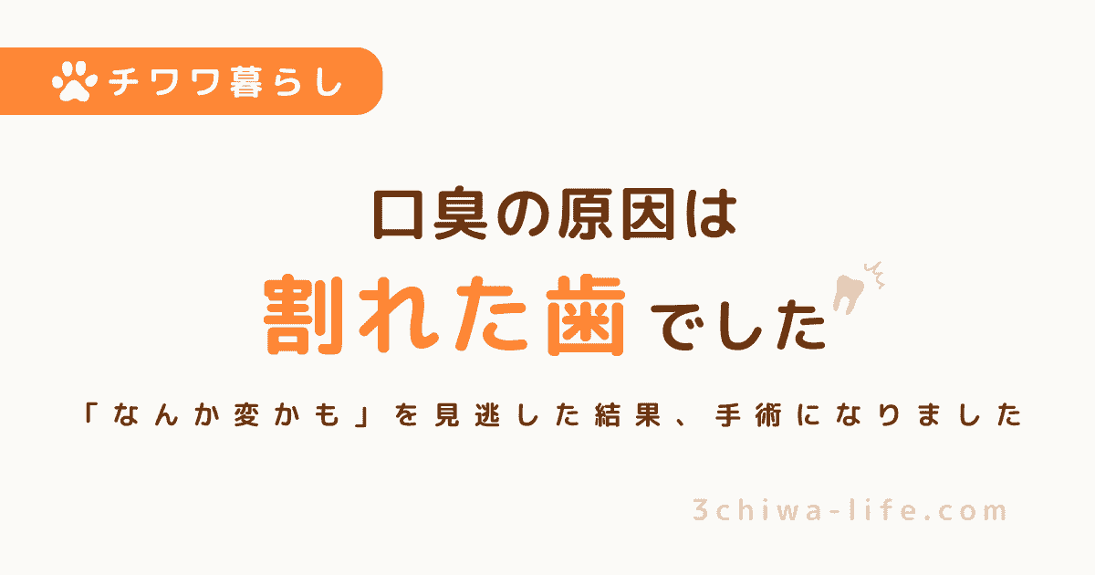「口臭かな？」と思っていたら…犬の歯が割れていた話【手術になった実体験】_アイキャッチ画像