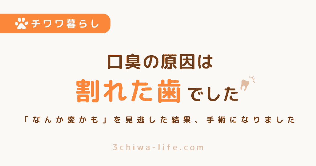 「口臭かな？」と思っていたら…犬の歯が割れていた話【手術になった実体験】_アイキャッチ画像