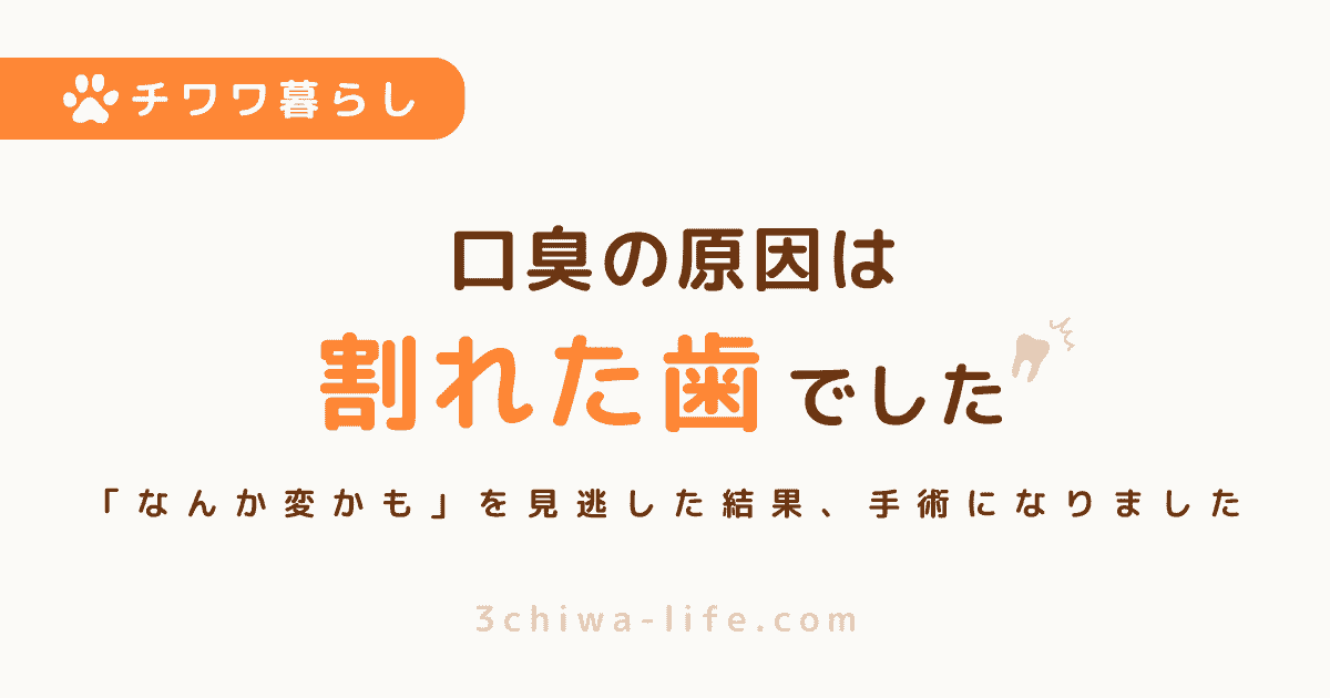 「口臭かな？」と思っていたら…犬の歯が割れていた話【手術になった実体験】_アイキャッチ画像