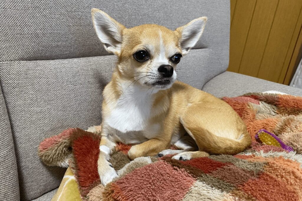 抜歯手術後、ぼーっとしている杏