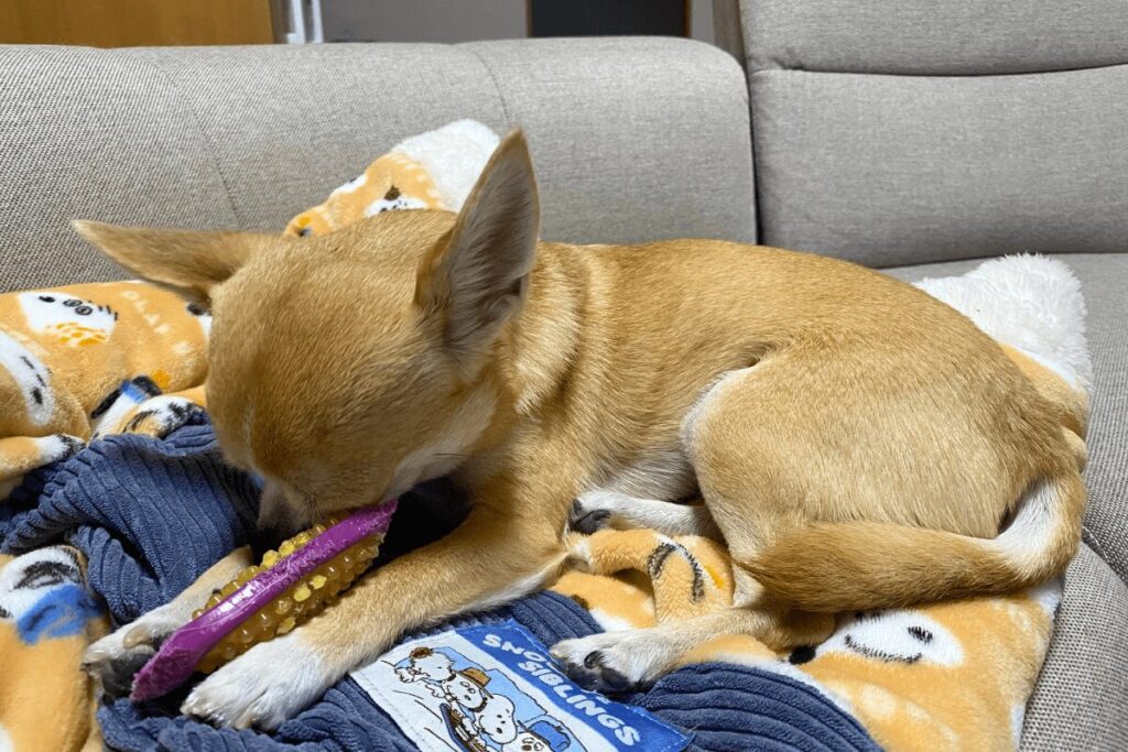 口の中に違和感を感じ、前足を舐めて気持ちを落ち着かせている杏