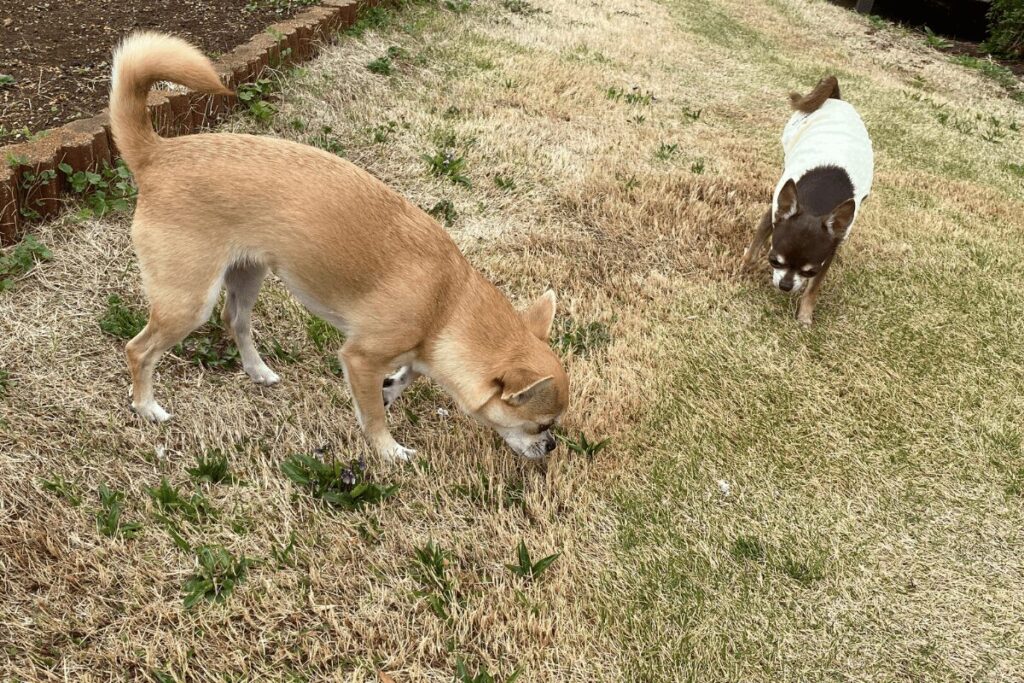 お庭で遊ぶ杏と柚餅子