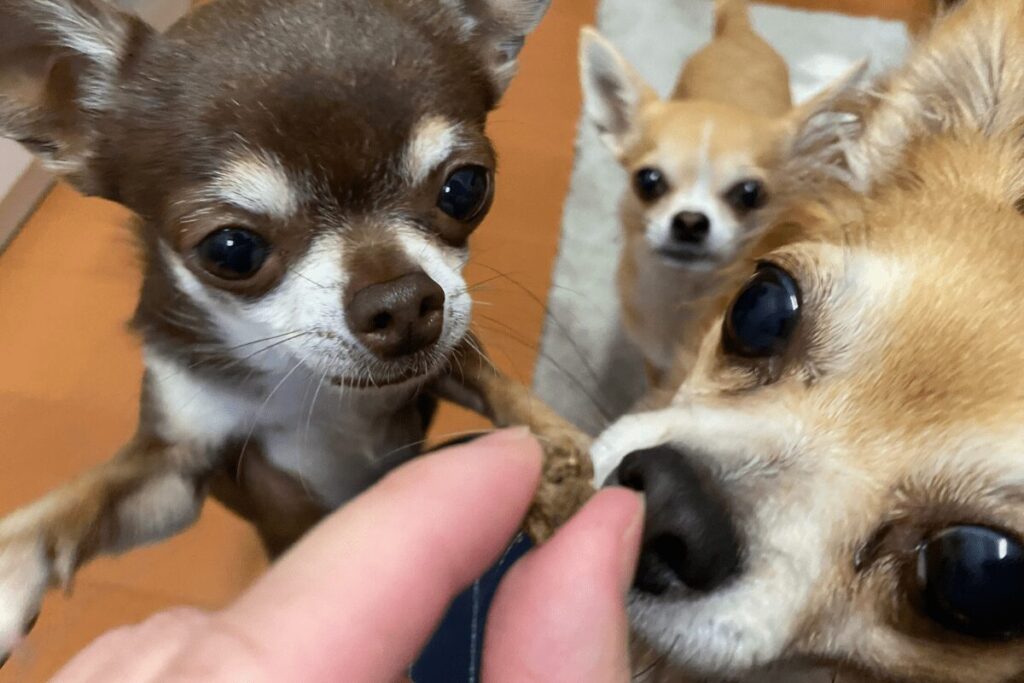 オーブンベイクドに興味津々の3チワ