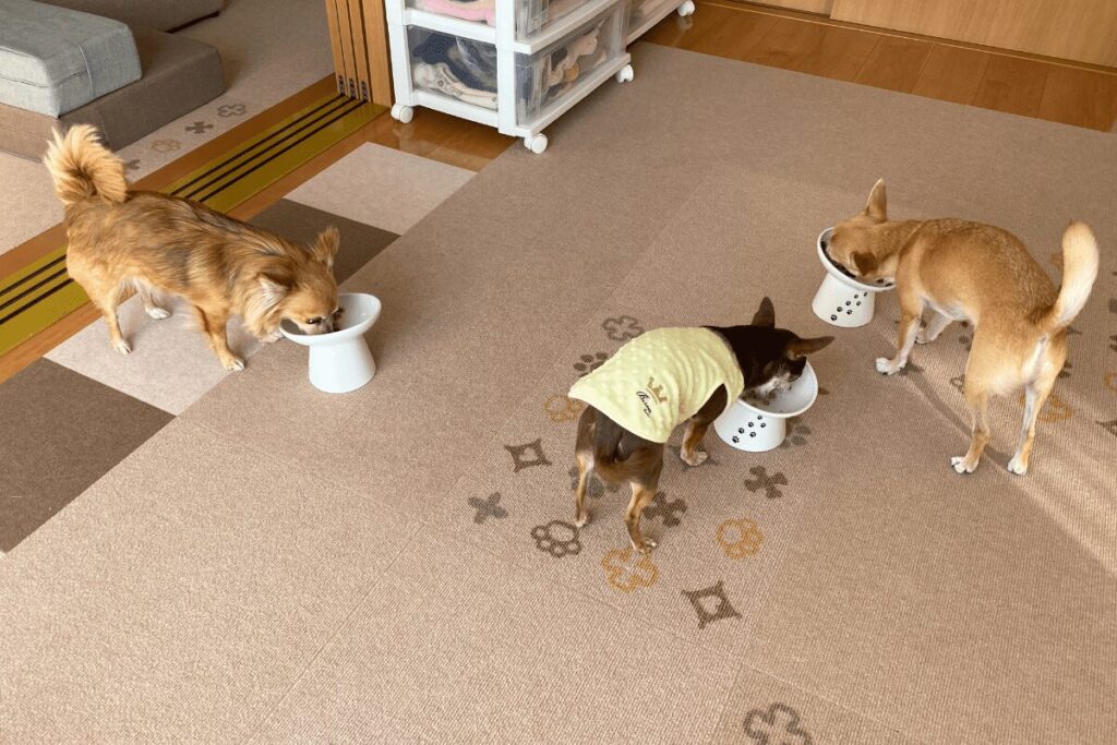 3チワの食事風景