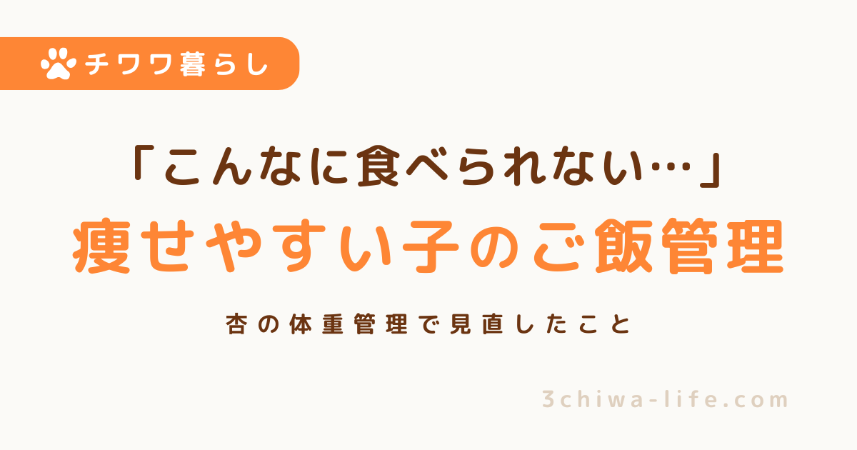 痩せやすいチワワのご飯管理|食べているのに痩せる杏が見直したこと_アイキャッチ画像