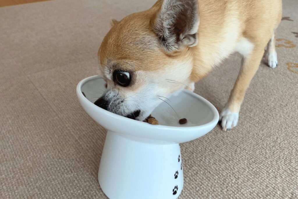 フードを食べるチワワの杏。一度にたくさんは食べられないが、ご飯はしっかり食べている様子