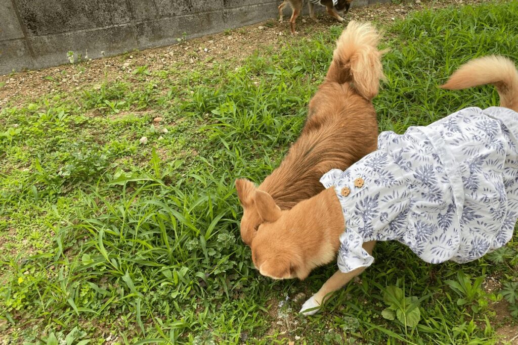 庭で探索を楽しむチワワたちの様子