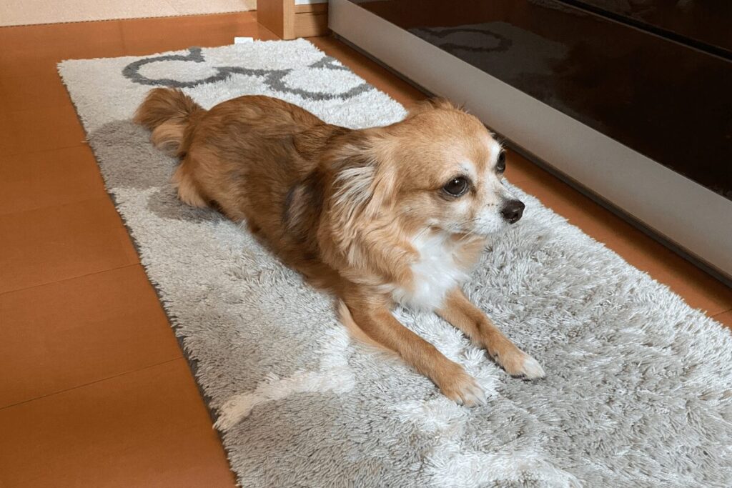 ラグの上でくつろぐロングコートチワワの胡桃
