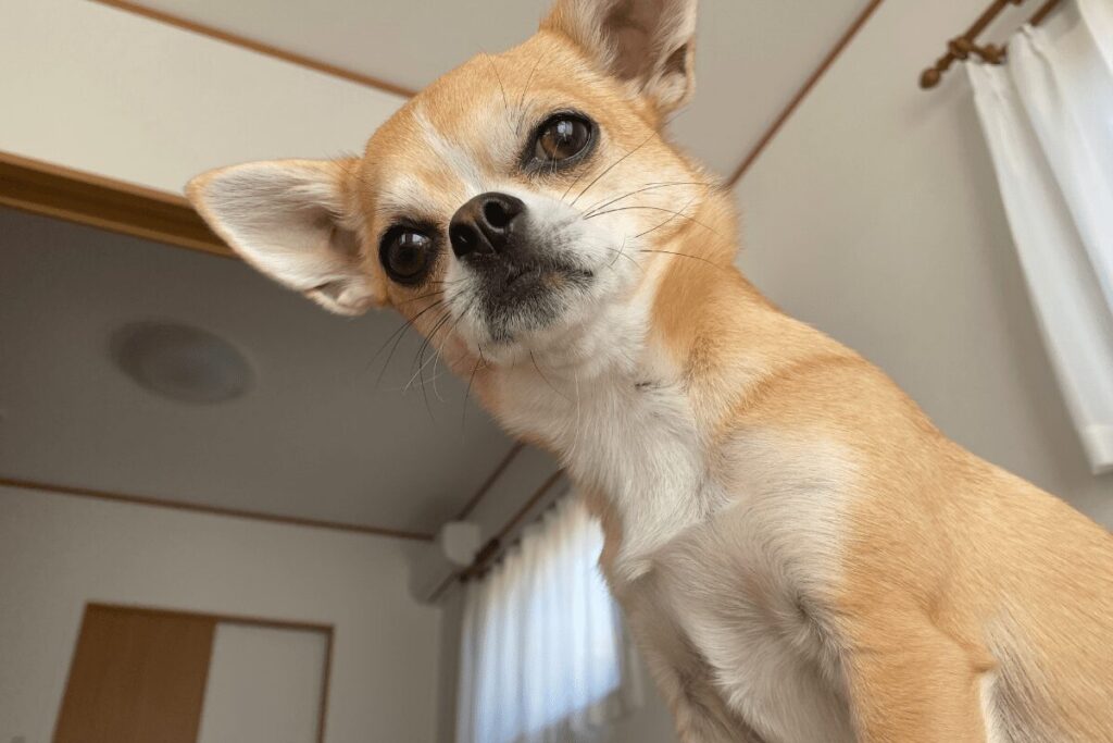 人の上に乗りながらこちらを見るスムースコートチワワの杏