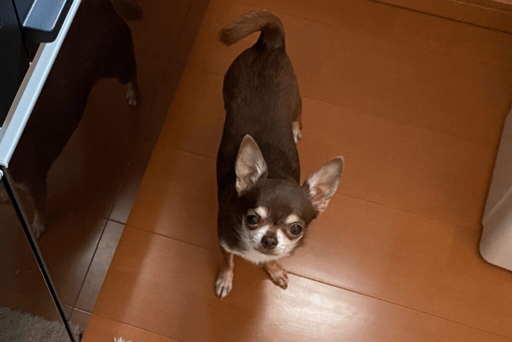 キッチンで飼い主を見上げるチョコタンチワワの柚餅子
