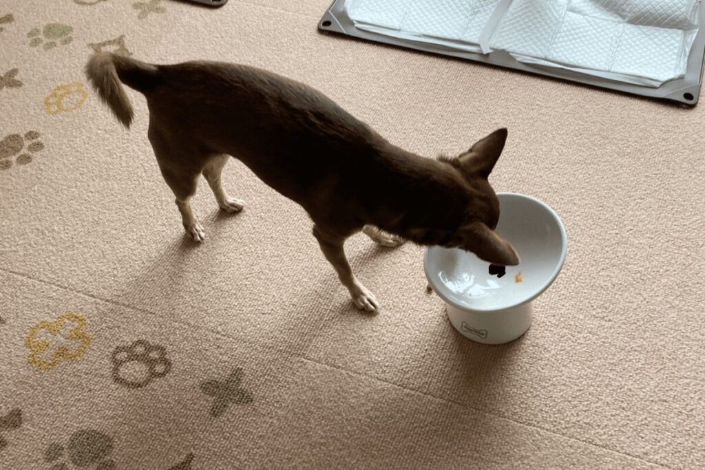 ご飯を食べ終えてお皿をのぞく柚餅子