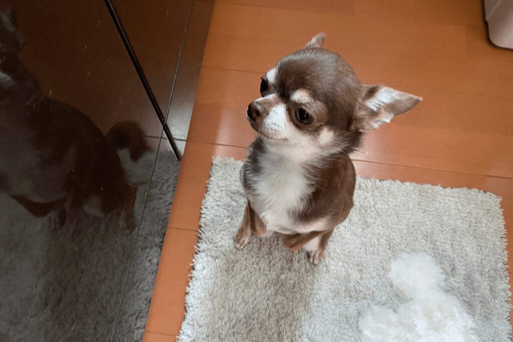 ご飯を待ちながらキッチンを見上げるチワワの柚餅子