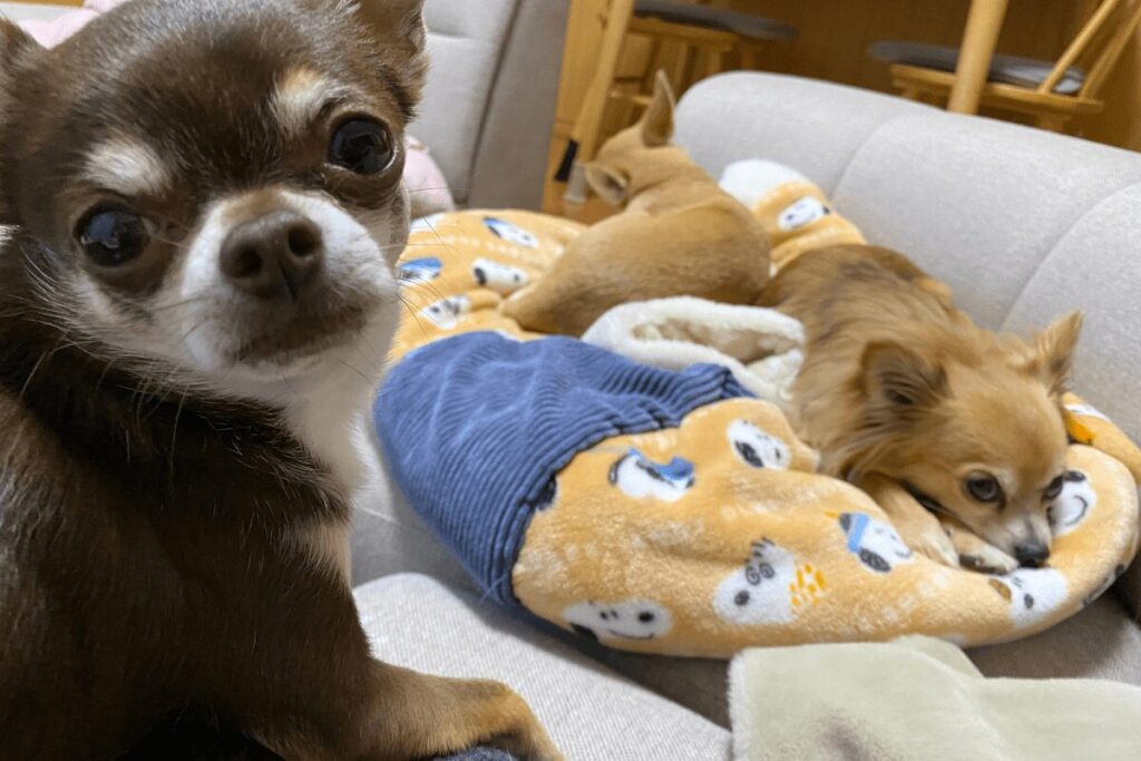 ソファの上でこちらを見る柚餅子と、後ろでくつろぐ胡桃と杏の様子