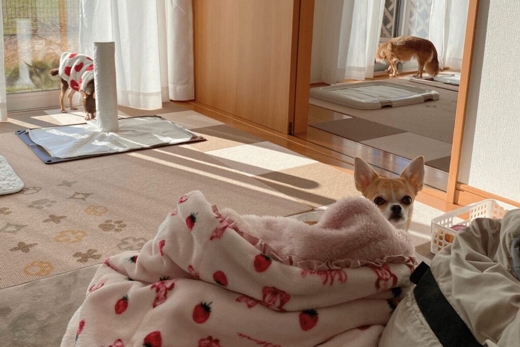 平屋でそれぞれ好きな場所でくつろぐ3チワたち