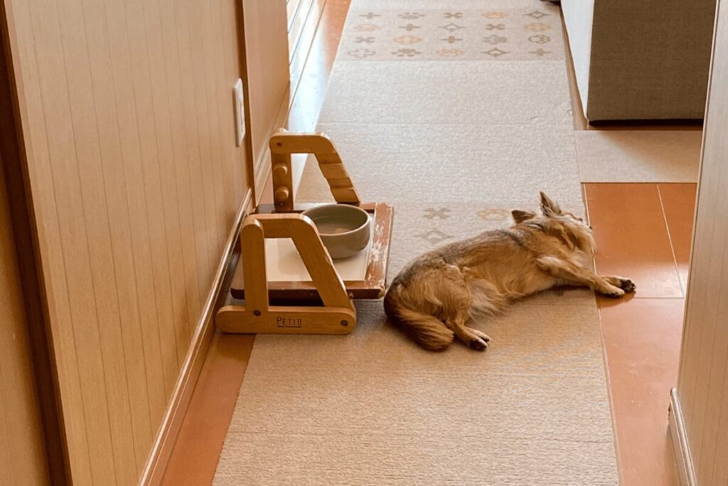 平屋の廊下で、水飲み場のそばに寝転がってくつろぐ胡桃