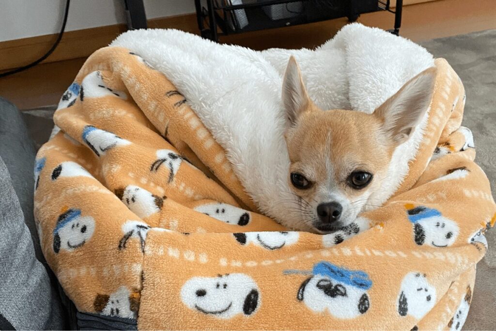 新しい平屋で、犬用ベッドに包まれながら落ち着いた表情を見せる杏