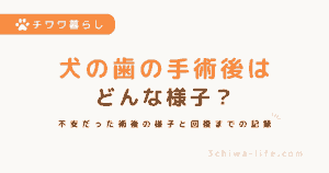 犬の歯の手術後はどうなる？実際の様子と回復の流れ【杏の体験談】_アイキャッチ画像
