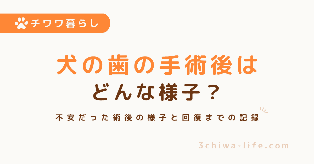犬の歯の手術後はどうなる？実際の様子と回復の流れ【杏の体験談】_アイキャッチ画像