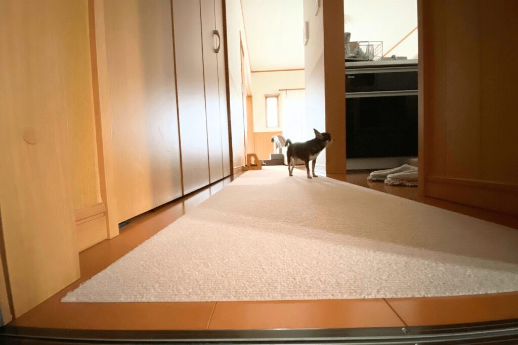 廊下からキッチンを覗くチワワの柚餅子。平屋の中で自由に動き回っている様子。
