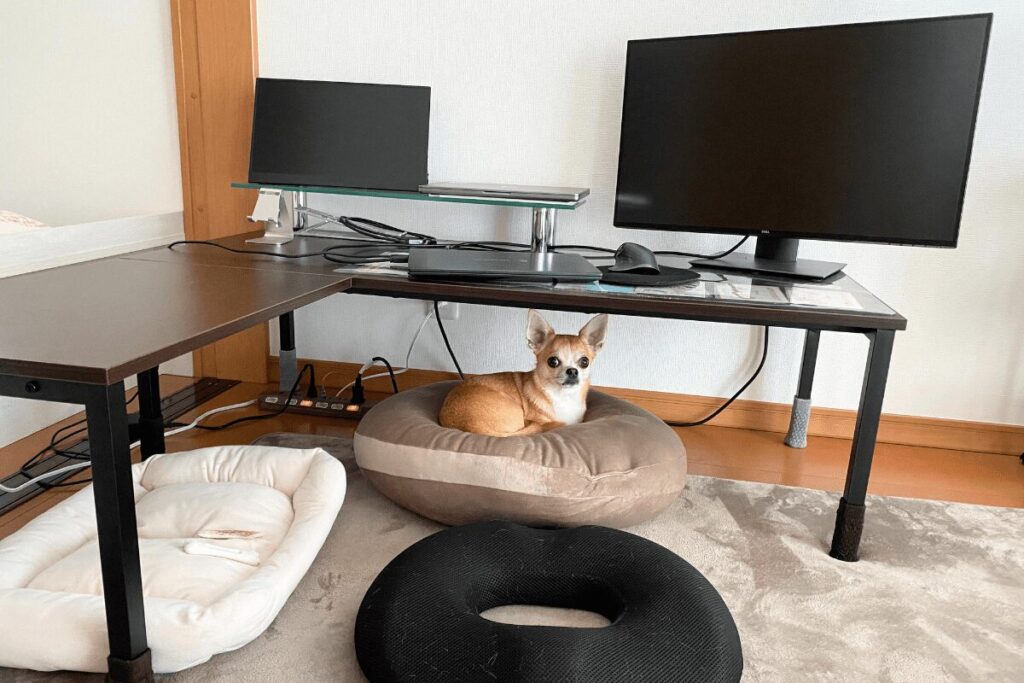 ロータイプの机まわりでくつろぐチワワ。ジャンプを減らすため、低めの家具でそろえた我が家の様子。
