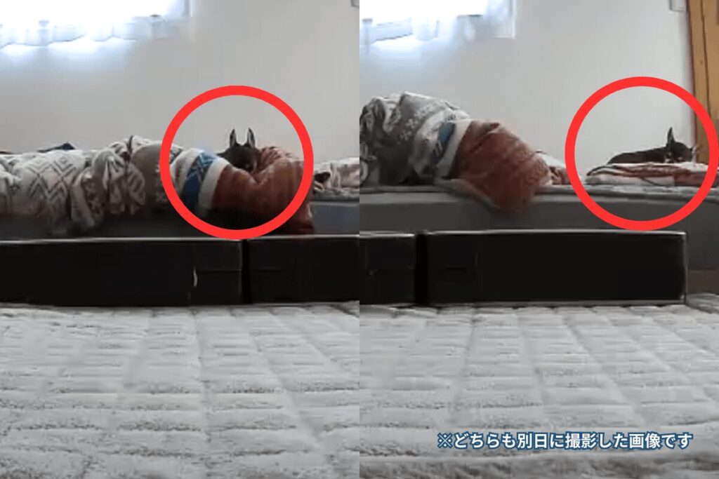 ベッドの上から自動給餌器を見つめる柚餅子（別日に撮影した2枚の画像）