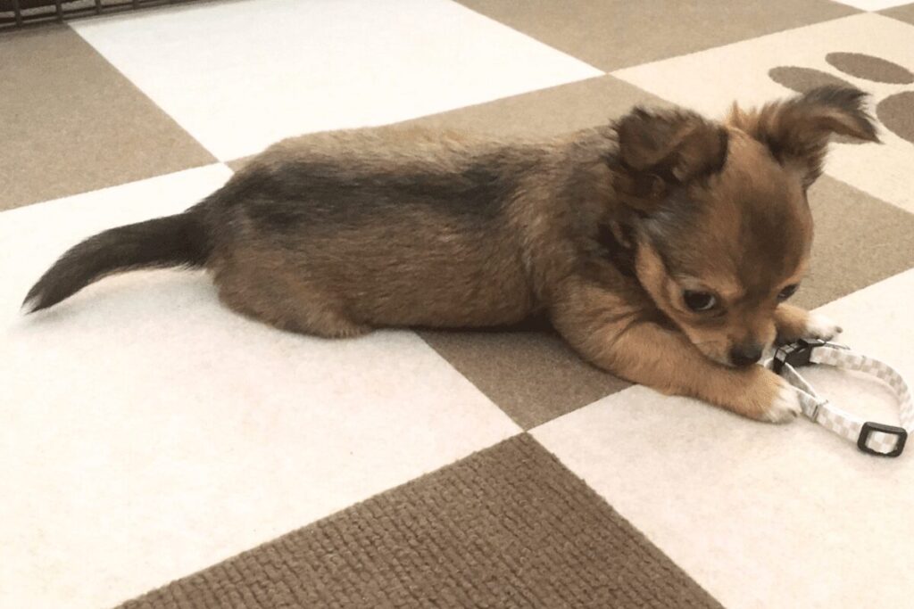 お迎え後、自宅で過ごす子犬の頃の胡桃