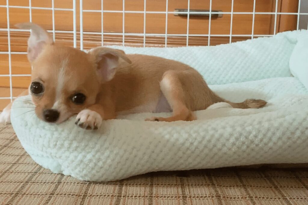 お迎え後数日の杏。ベッドの上で過ごす様子