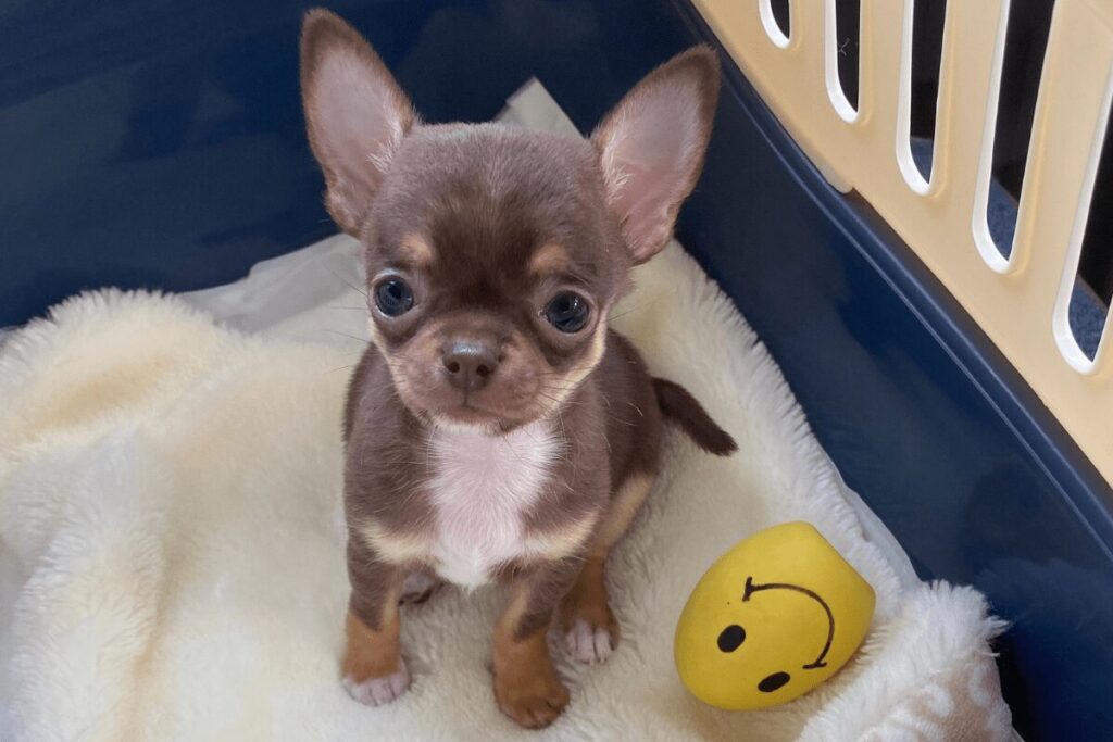 お迎え当日、キャリーの中で過ごすチワワの子犬・柚餅子