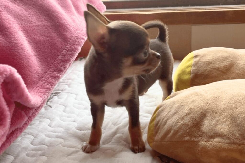 お迎え後まもない頃の柚餅子