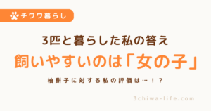 チワワの男の子と女の子、どちらが飼いやすい？3匹と暮らした私の答え_アイキャッチ画像